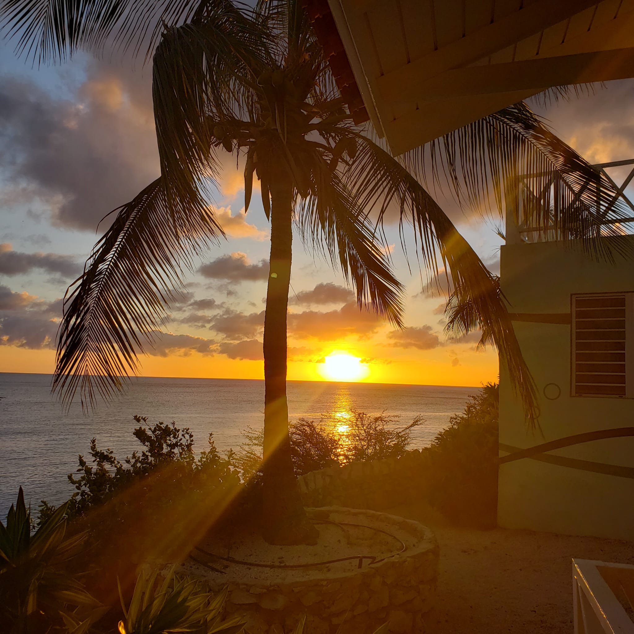 Colorful sunset over the ocean behind a palm tree.